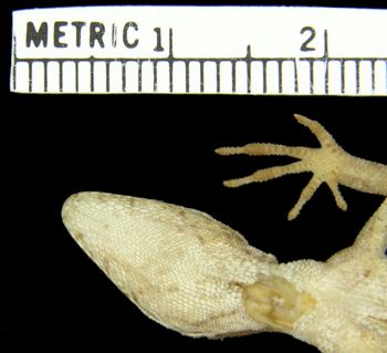 Media type: image; Herpetology R-154311
